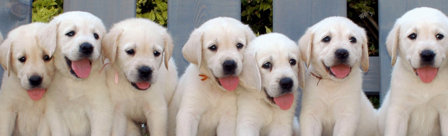 ISRAEL GUIDE DOG CENTER FOR THE BLIND cover